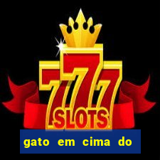 gato em cima do telhado significado espiritual