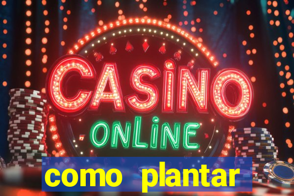 como plantar gergelim no vaso