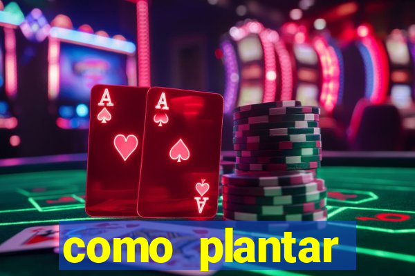 como plantar gergelim no vaso