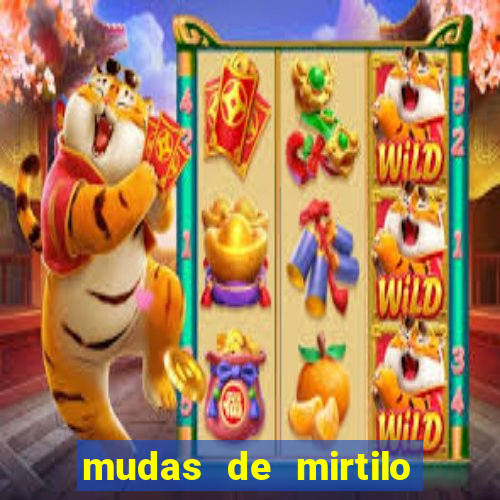 mudas de mirtilo em porto alegre