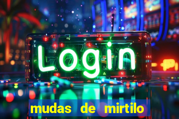 mudas de mirtilo em porto alegre