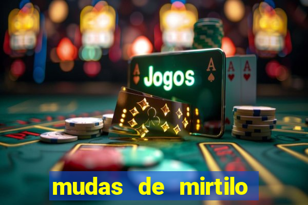 mudas de mirtilo em porto alegre