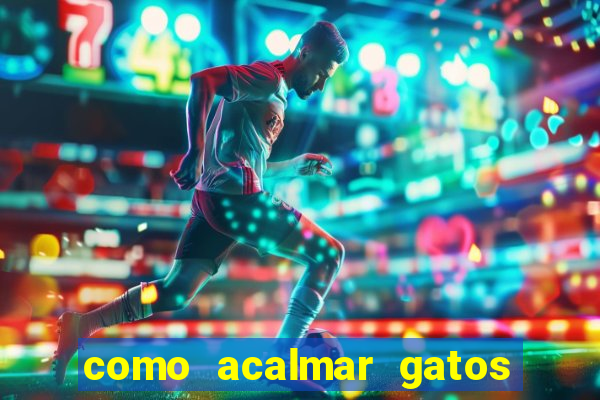 como acalmar gatos agitados a noite