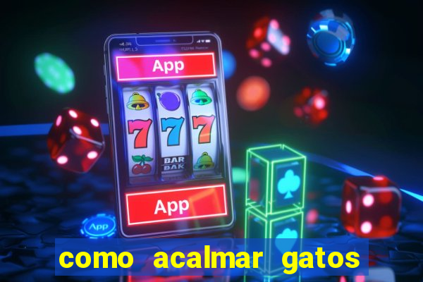 como acalmar gatos agitados a noite