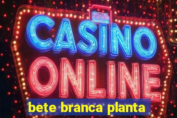 bete branca planta