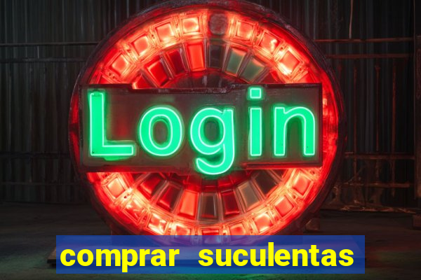 comprar suculentas direto do produtor