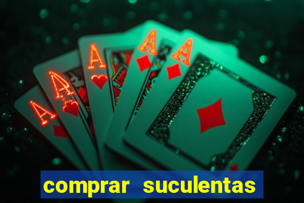 comprar suculentas direto do produtor