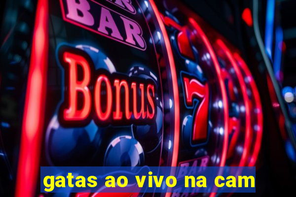 gatas ao vivo na cam