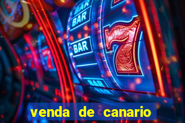venda de canario belga bahia