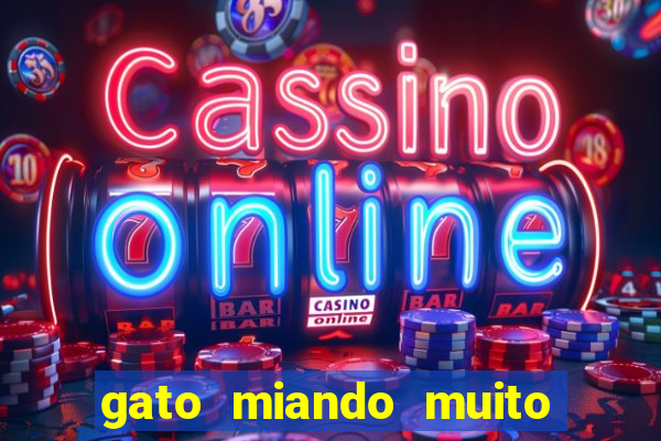 gato miando muito a noite o que fazer
