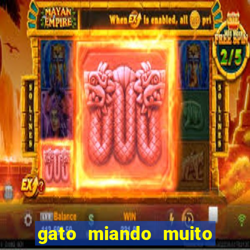 gato miando muito a noite o que fazer