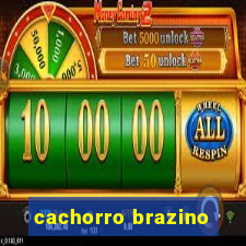 cachorro brazino