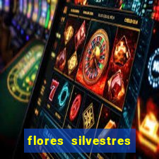 flores silvestres desbravadores desbravadores 25
