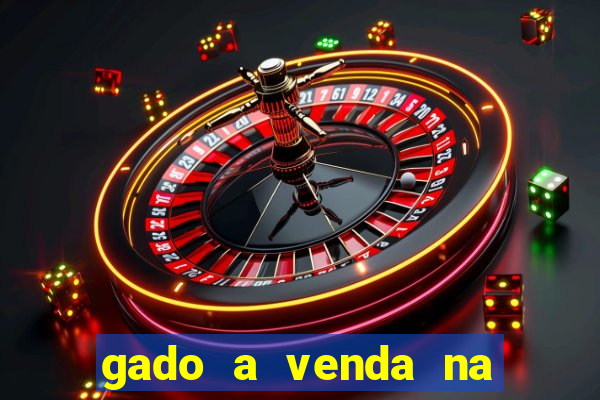 gado a venda na bahia olx