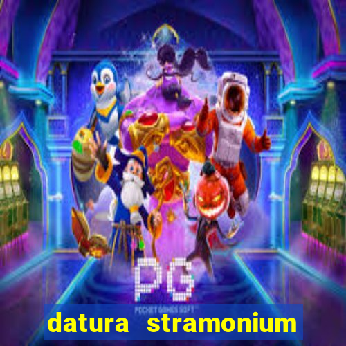 datura stramonium medicinal uses