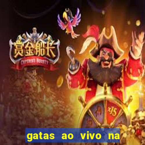 gatas ao vivo na web cam