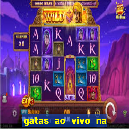 gatas ao vivo na web cam