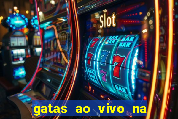 gatas ao vivo na web cam