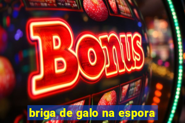 briga de galo na espora