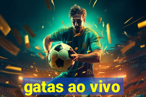 gatas ao vivo
