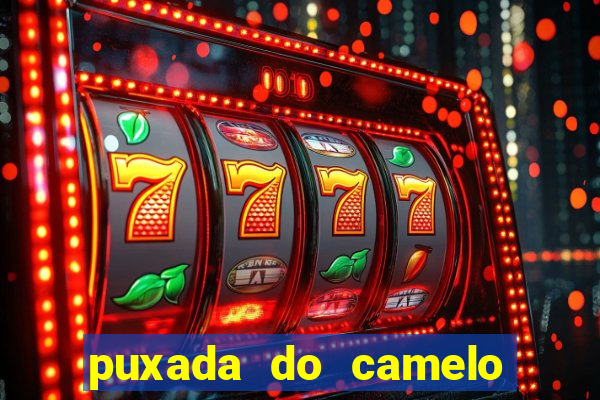 puxada do camelo jogo do bicho