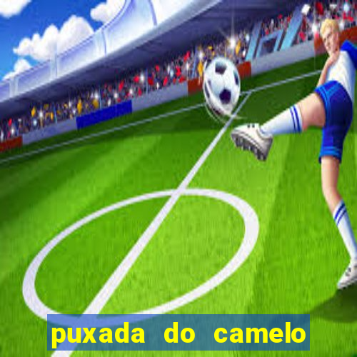 puxada do camelo jogo do bicho